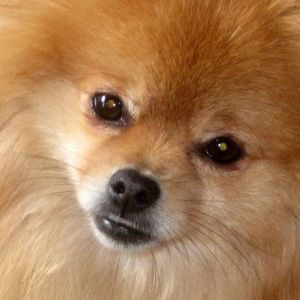 Meet your Posher, Angi